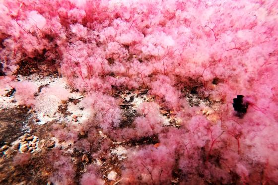 El Guaviare descubre el turismo de naturaleza para dejar atrás el conflicto El Guaviare descubre el turismo de naturaleza para dejar atrás el conflicto