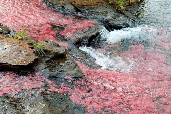 El Guaviare descubre el turismo de naturaleza para dejar atrás el conflicto El Guaviare descubre el turismo de naturaleza para dejar atrás el conflicto