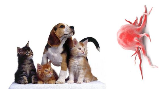 El cáncer puede ser contagioso en animales El cáncer puede ser contagioso en animales