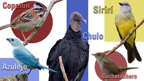 aves comunes en Colombia