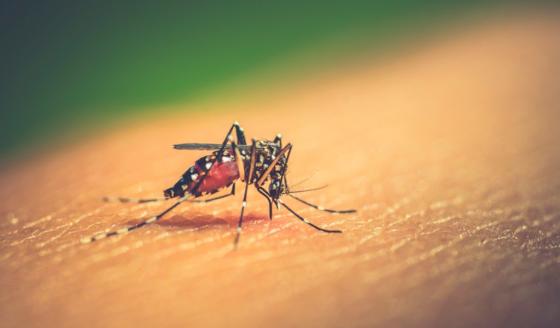 Dengue Dengue