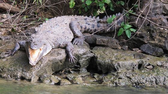 Niña devorada por cocodrilo 