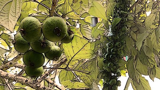 Chambra, una fruta exótica Chambra, una fruta exótica