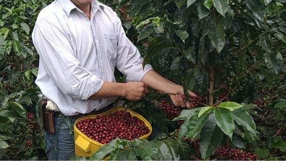 Documento Conpes cafetero apunta a la sostenibilidad ambiental, social y económica Documento Conpes cafetero apunta a la sostenibilidad ambiental, social y económica