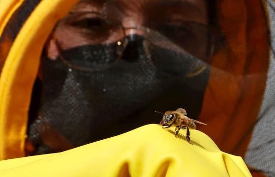 Superalimento que portege a las abejas de los efectos negativos de los pesticidas.