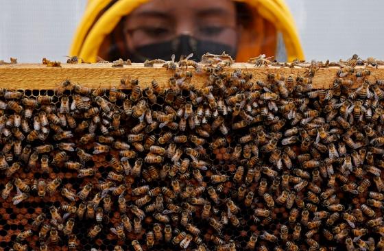 Superalimentos para las abejas contra efectos de pesticidas