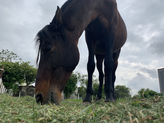 Caso de maltrato animal en Bogotá