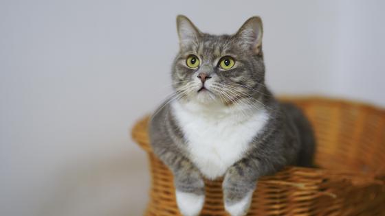 gatos-vomito gatos-vomito