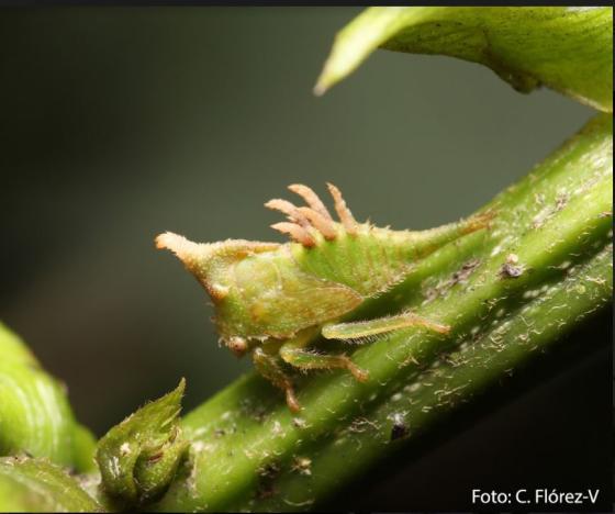 Bubalopa furcata