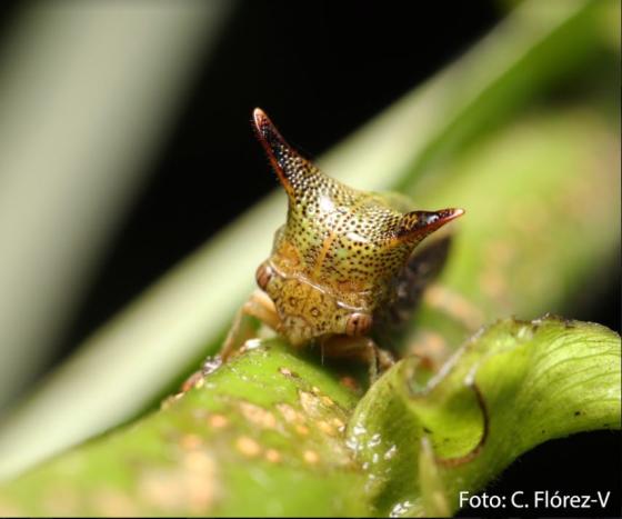 insecto espina Medellín 