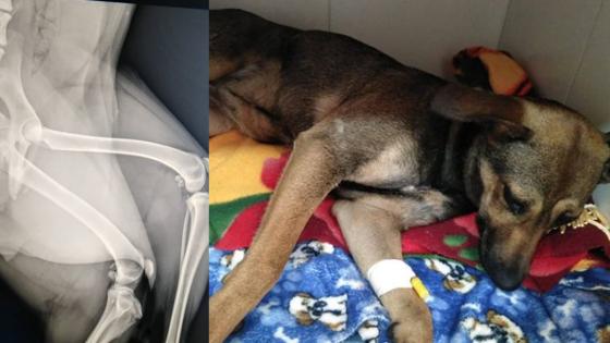 arrollan perrita en Bogotá arrollan perrita en Bogotá