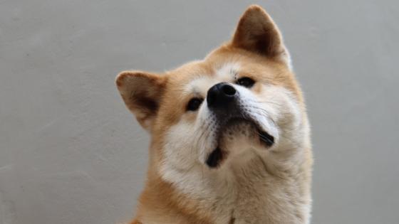 Perros Perros