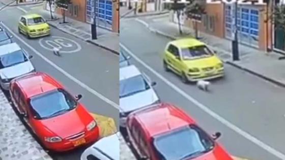 Consecuencias para taxista que atropelló a perrita 