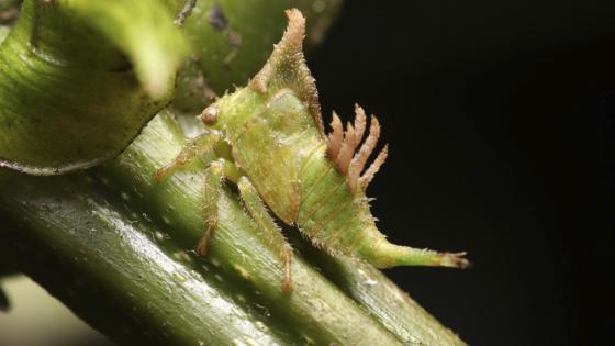 Bubalopa furcata insecto 170 años Medellín