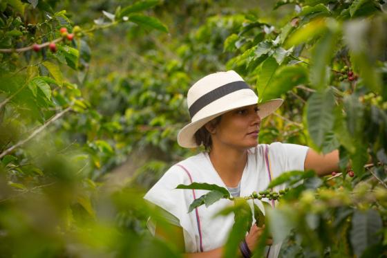 Mujer rural recogiendo café