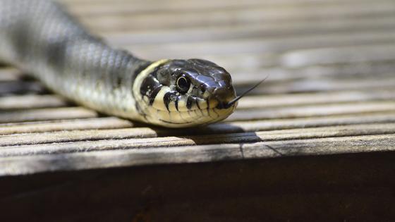 serpiente Manizales serpiente Manizales