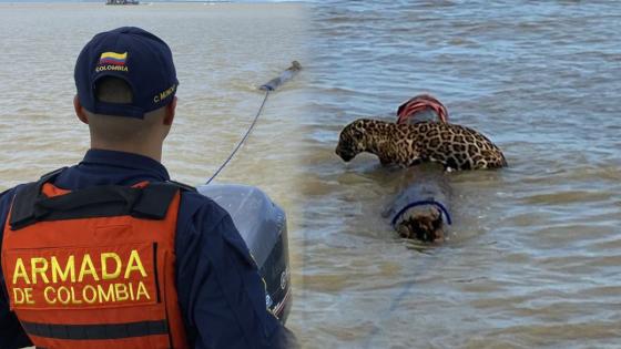 jaguar naufragando en el mar 
