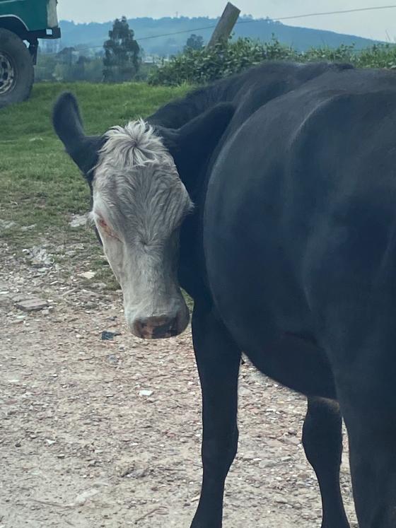 Vaca carrera séptima