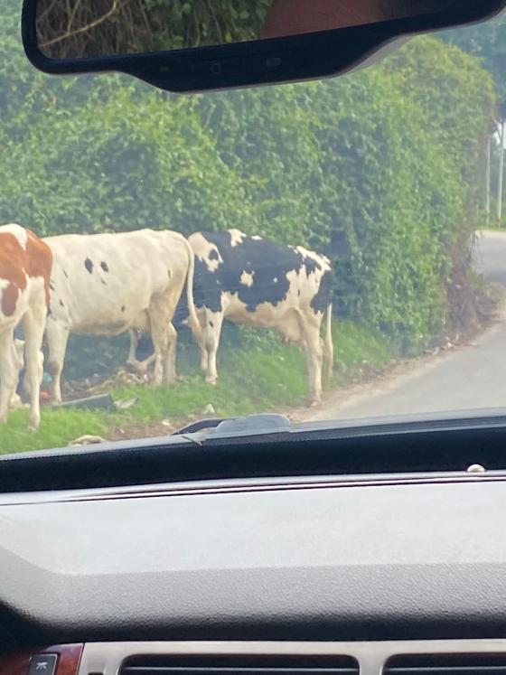 Vacas Vacas