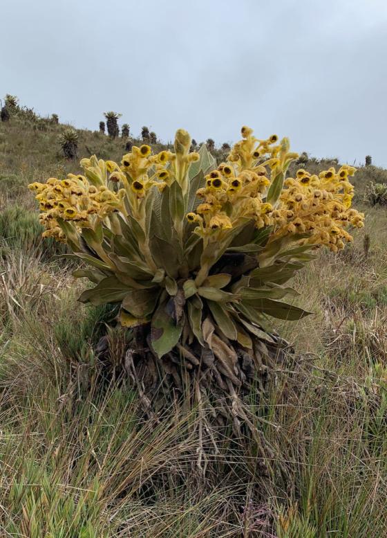 Nueva especie de frailejón