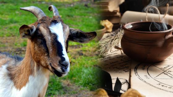 animales sacrificados Medellín