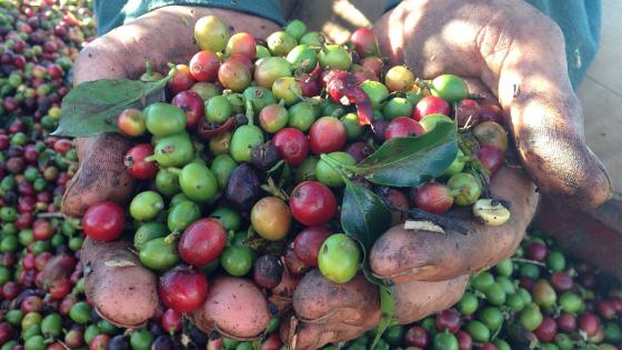 producción-de-café