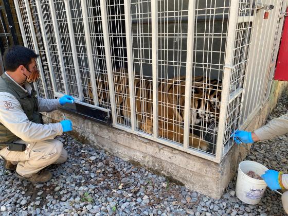 Vacunación zoológicos