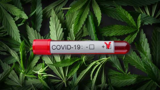 Marihuana covid Marihuana covid