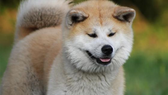 Akita Inu