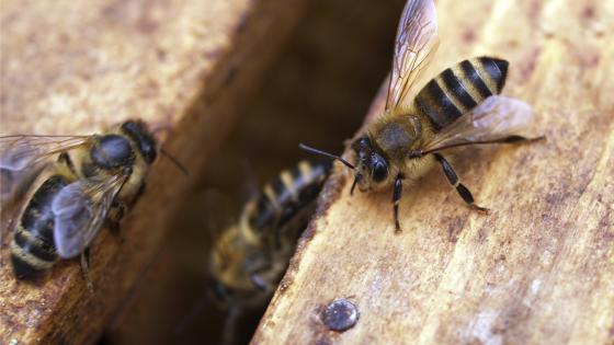 26 personas picadas por abejas en Cali 26 personas picadas por abejas en Cali