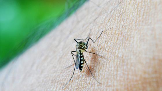cartagena-brote-dengue-repunte-covid-19 cartagena-brote-dengue-repunte-covid-19
