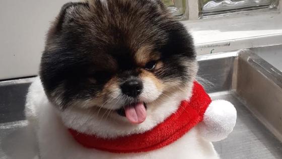 perro muere avión Tolu Medellin perro muere avión Tolu Medellin