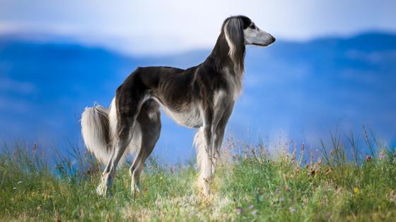 Saluki