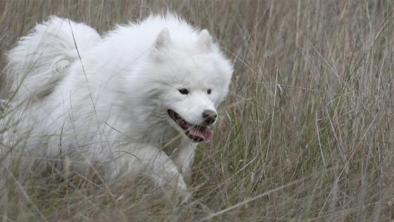 Samoyedo