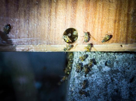 abejas y avispas temporada seca