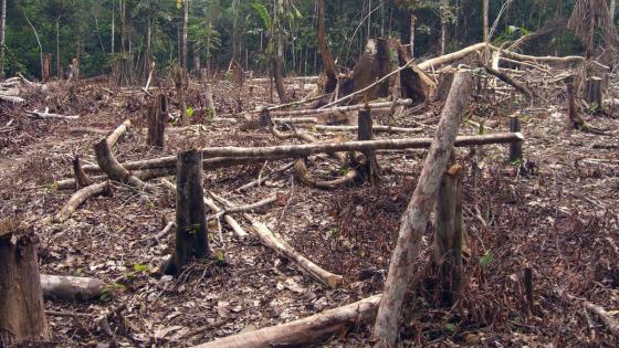 deforestación Colombia 
