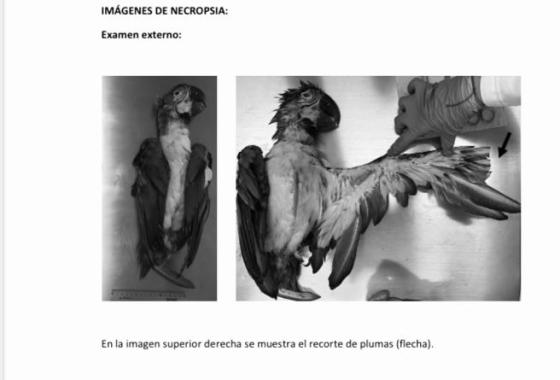 necropsia guacamayas