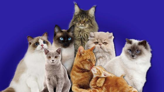 Razas de gatos Razas de gatos