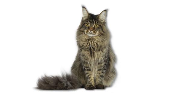 Maine Coon Maine Coon