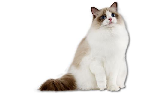 Angora Angora