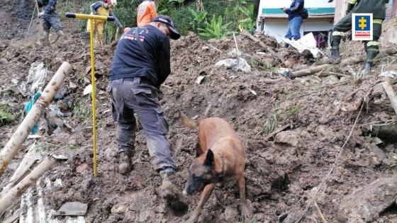 Perros Fiscalía Perros Fiscalía