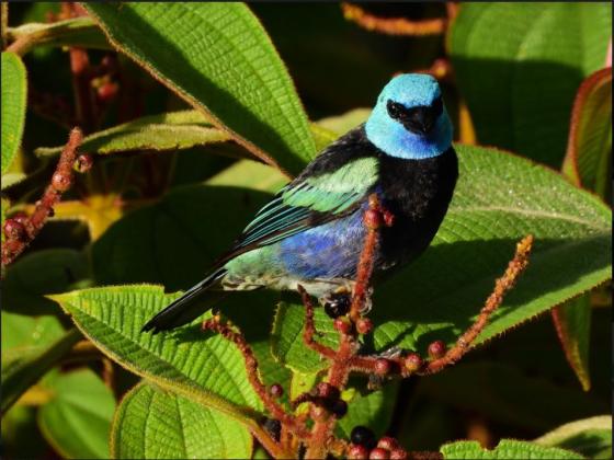 avistamiento de aves cuarentena