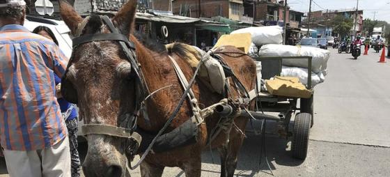 caballo carretillero Cali