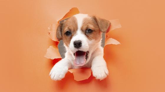 ¿Por qué se les dice 'Firulais' a los perros? ¿Por qué se les dice 'Firulais' a los perros?