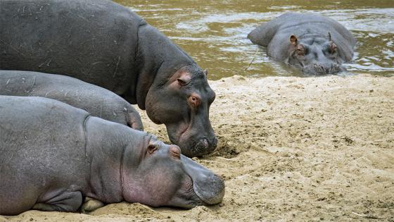 Día del hipopótamo
