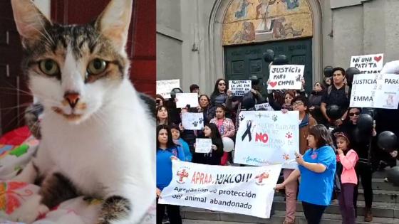 Justicia por Emma gata Cali Justicia por Emma gata Cali