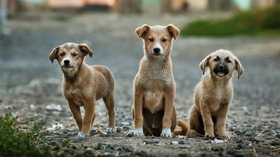 Perros abandono