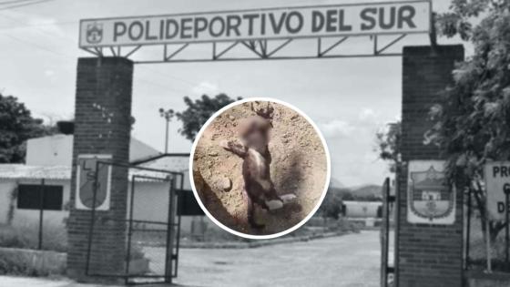 gatos asesinados Santa Marta