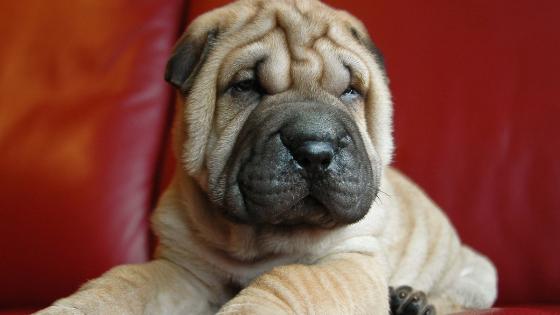 Shar pei