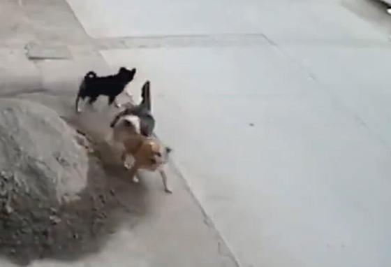 Perro le salva la vida a su amigo Perro le salva la vida a su amigo